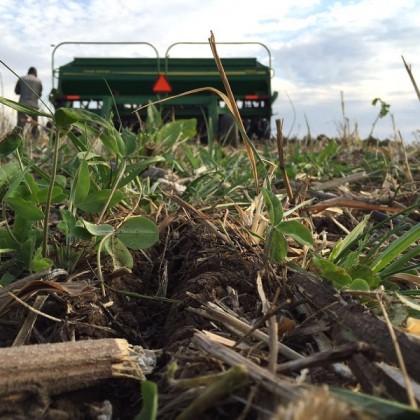 Understanding The Role Of Cover Crops In Farming
