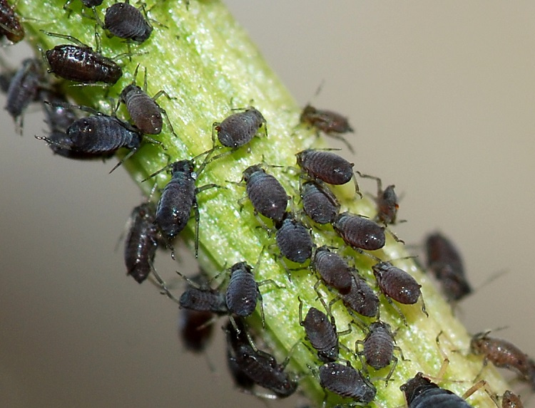 How to prevent Aphids