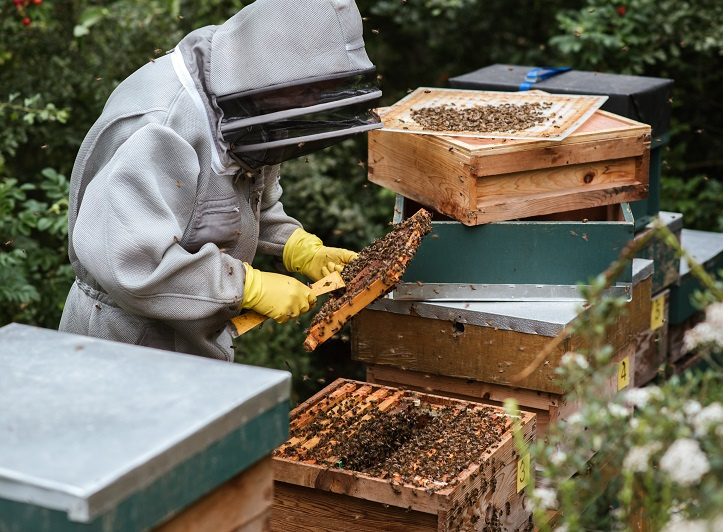 How Beekeeping Equipment Can Simplify Your Practice