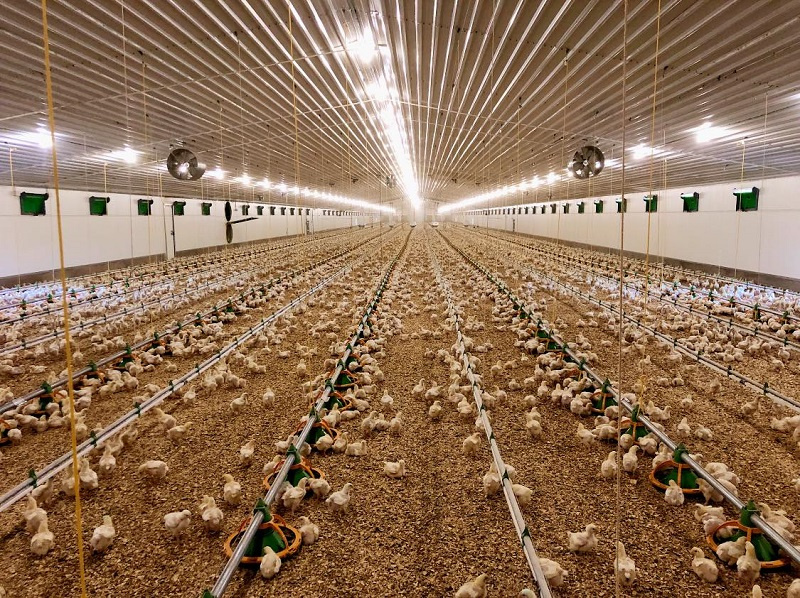 What is a Poultry Feeding System?