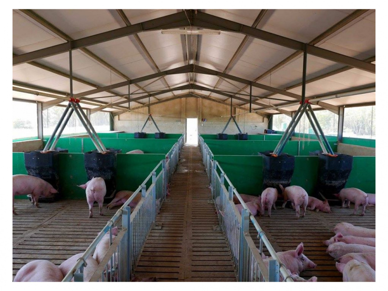 Your Partner in Pig Farming - Dalein Plaasbou