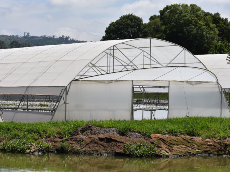 A Tunnel Greenhouse: Everything You Need to Know