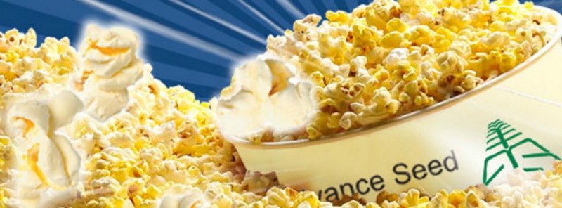 Popcorn- Corn Seeds