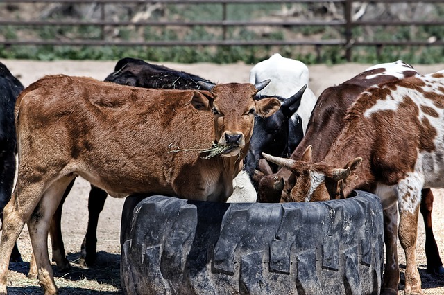 Pest control for livestock housing 