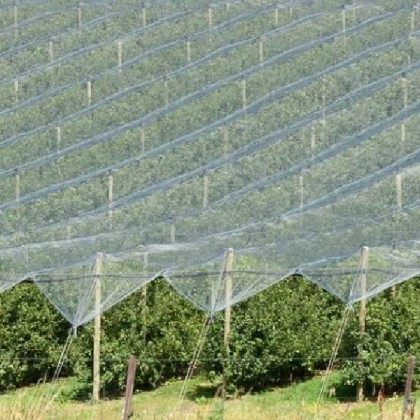 Agricultural Industry Chooses CCA-Treated Poles for Their Shade Netting