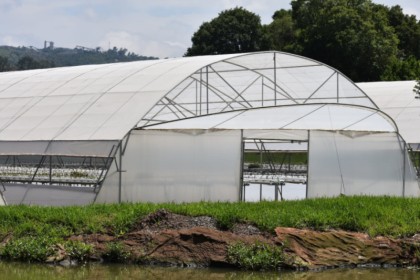 A Tunnel Greenhouse: Everything You Need to Know