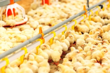 Innovative Poultry Solutions For The Farmer From The Farmer 