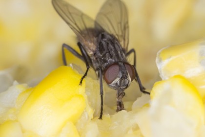 Bio-Insectaries SA Safe Pest Control