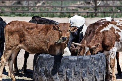 Pest control for livestock housing 